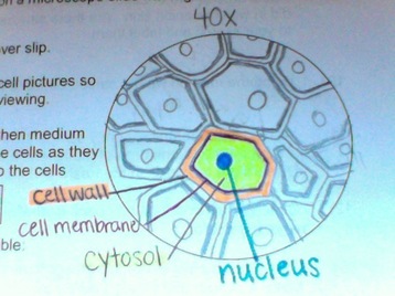 onion-cell-drawing