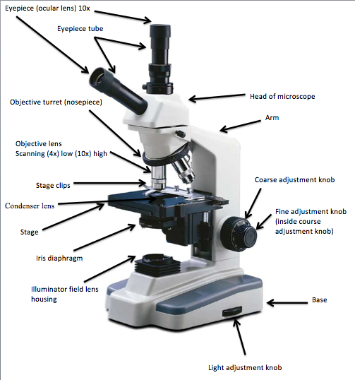The Compound Microscope - ChristinaLovemicroscopy